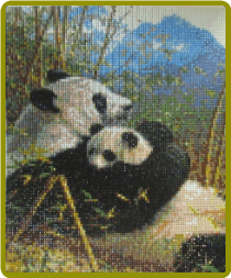 Panda Cuddle